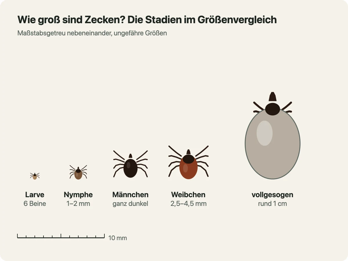 Maßstabsgetreue Zeichnung der Zeckenstadien nebeneinander: winzige Larve mit sechs Beinen, Nymphe mit ein bis zwei Millimetern, ganz dunkles Männchen, rotbraunes Weibchen mit 2,5 bis 4,5 Millimetern und ein grau-praller, vollgesogener Körper von rund einem Zentimeter